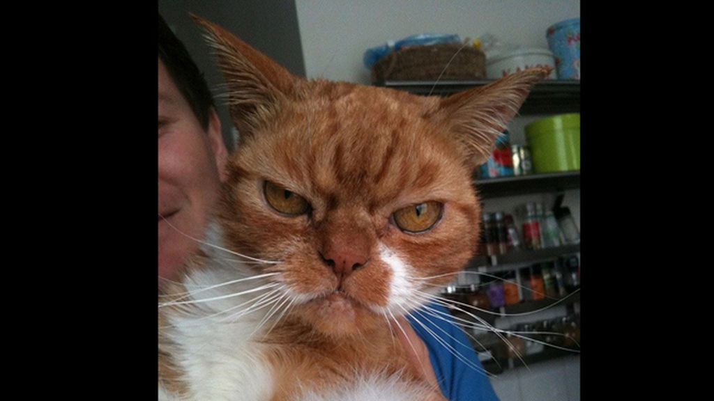 La mirada más aterradora de los gatos