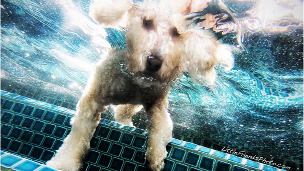 Perros...pasados por agua