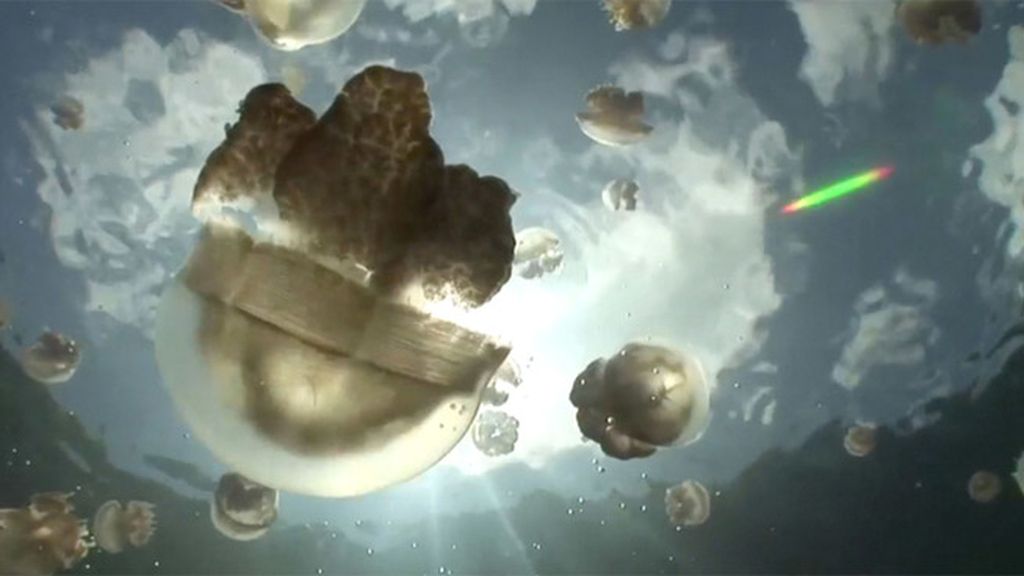 Nadando entre medusas