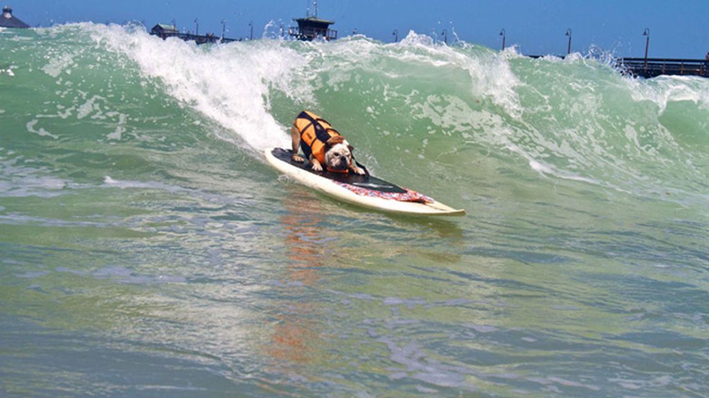 Mascotas que cambian su collar por una tabla de surf