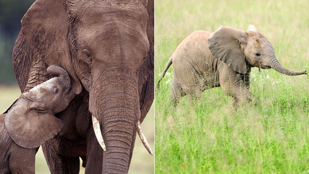 ¿Por qué el embarazo de las elefantas dura dos años?