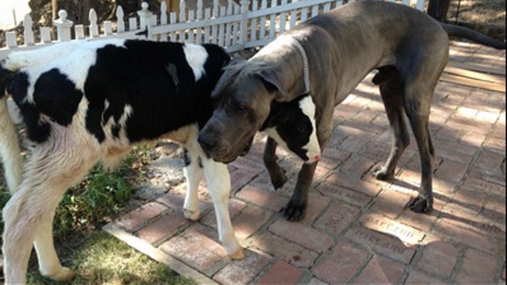 Goliath, la vaca que se cree un perro