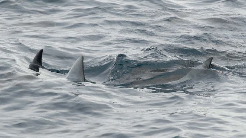 ¿Es un ave o un pez?