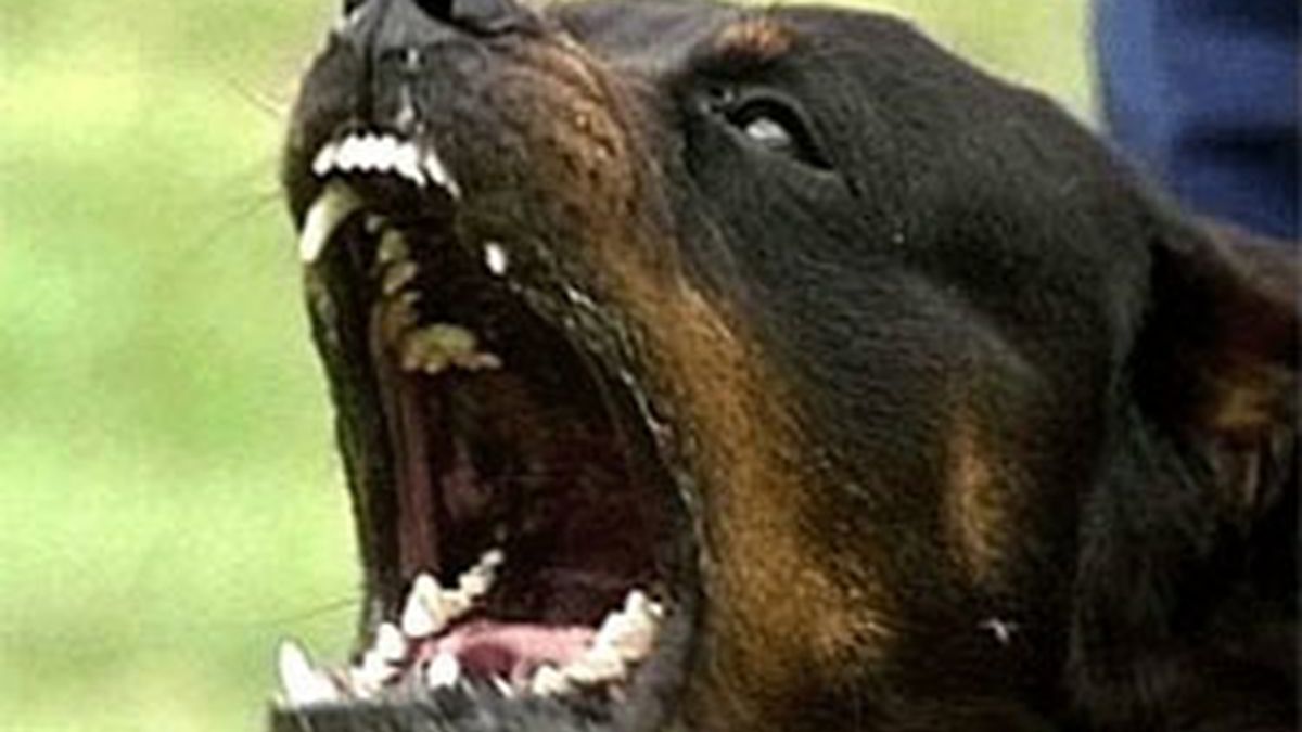 El ataque se produjo por dos perros de raza rottweiller. Foto: AP.