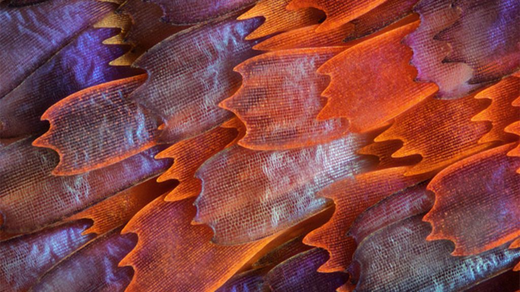 Las imágenes de microscopio ganadoras