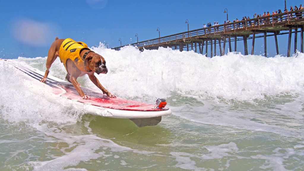 Mascotas que cambian su collar por una tabla de surf