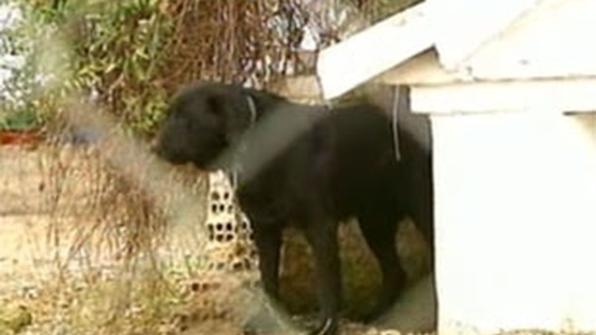 Un perro como este muerde a una niña en Antequera.