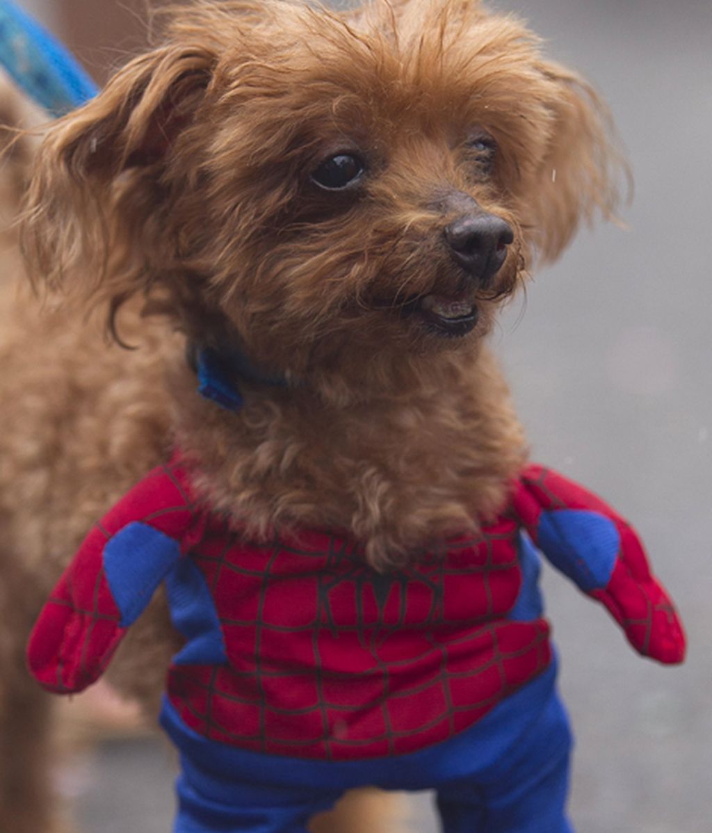 Originales disfraces para las mascotas