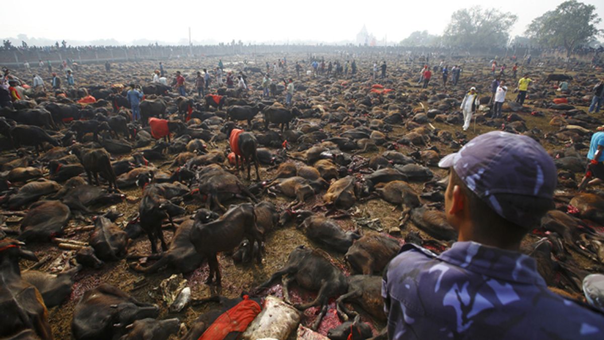Cinco mil bufalos decapitados en el incio de una festividad en Nepal