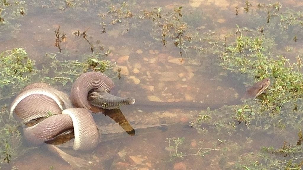 Una serpiente se traga un cocodrilo