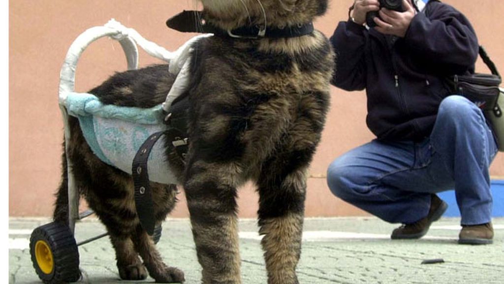 Animales salvados por la ciencia