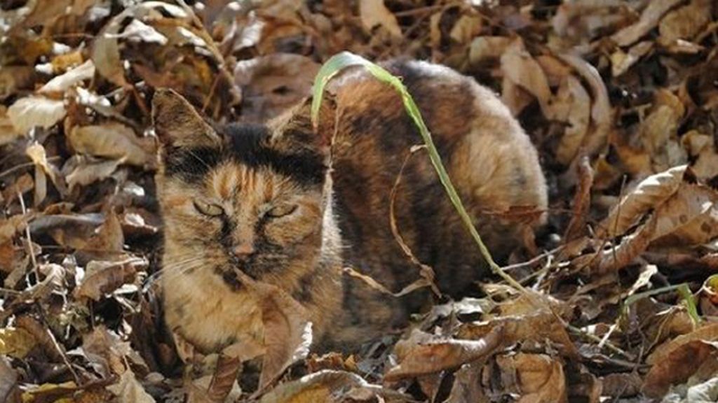 Animales que se esconden