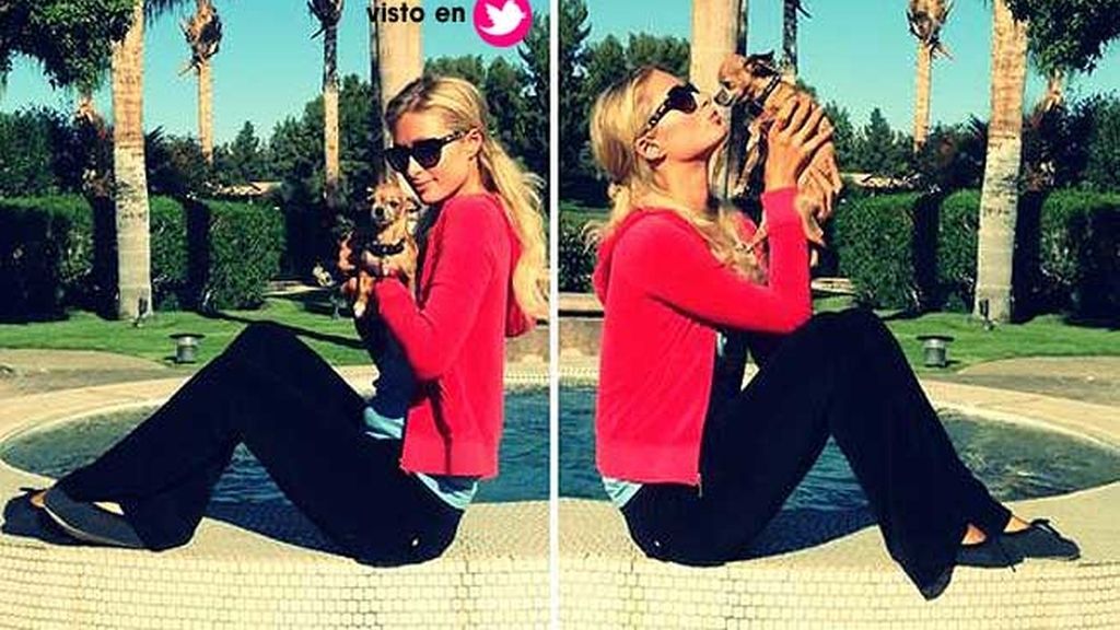 Paris Hilton y uno de sus 13 chihuahuas