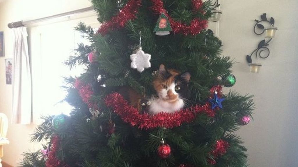 Los gatos más navideños se esconden entre abetos