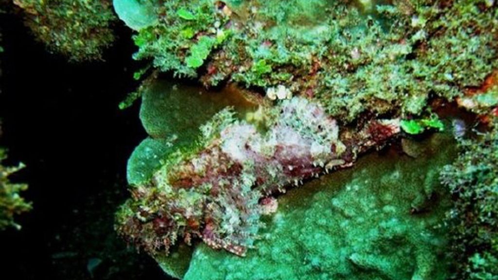 Animales que se esconden