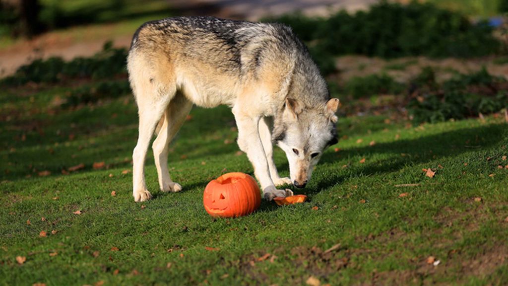 Los animales también disfrutan de Halloween