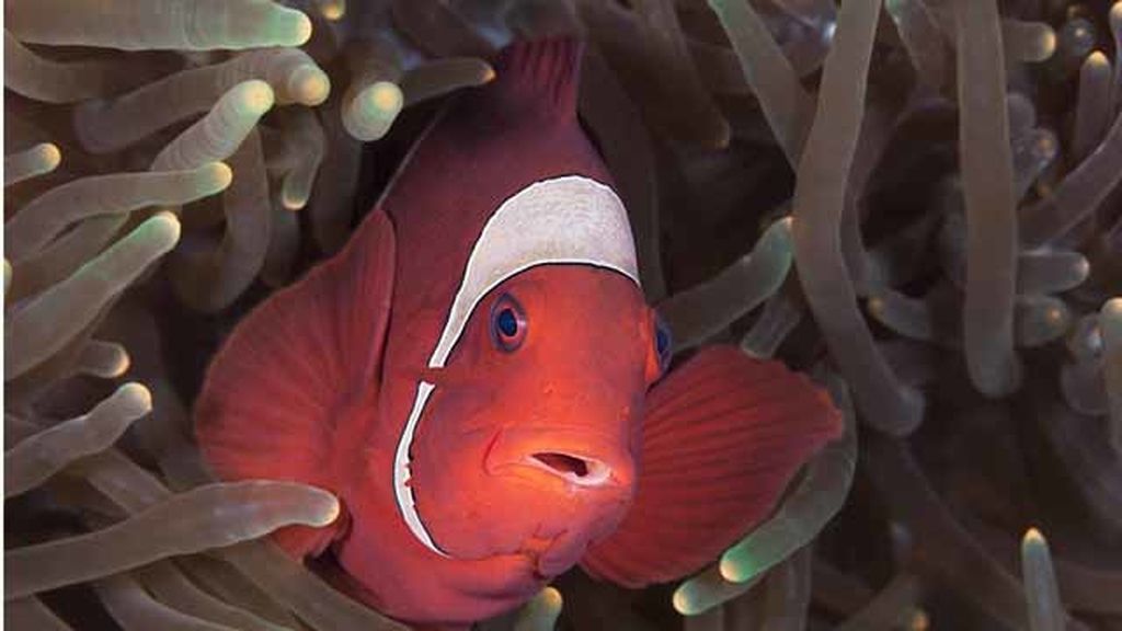 Un fotógrafo encuentra a Nemo