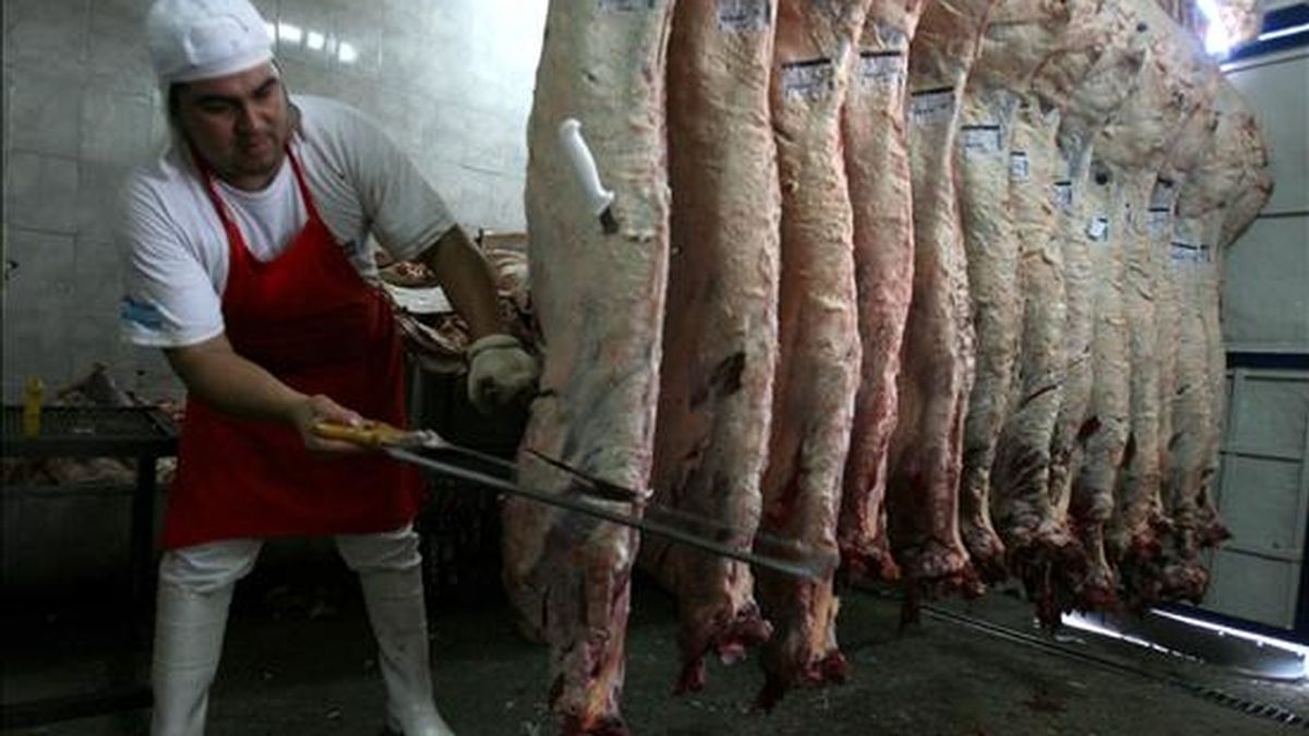 El informe de CRA calcula que el país perdió en los últimos tres años "por la mala política ganadera" unos 14.536 millones de pesos (3.845 millones de dólares) y afirma que Argentina deberá importar carnes a partir de 2011 para satisfacer su consumo doméstico. EFE/Archivo