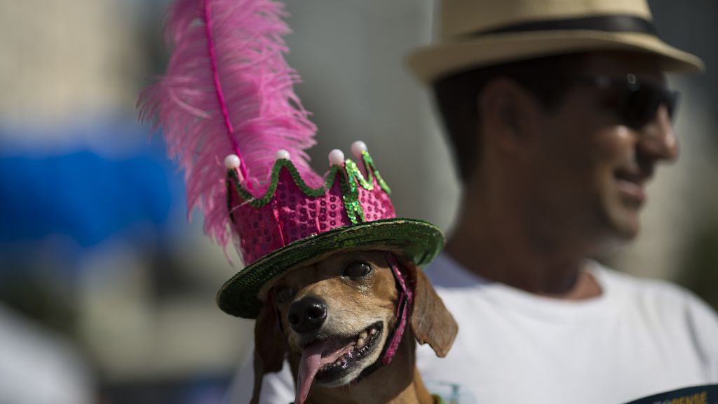 Los perros también son protagonistas en el Carnaval de Río