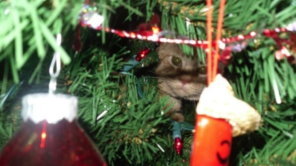 Los gatos más navideños se esconden entre abetos