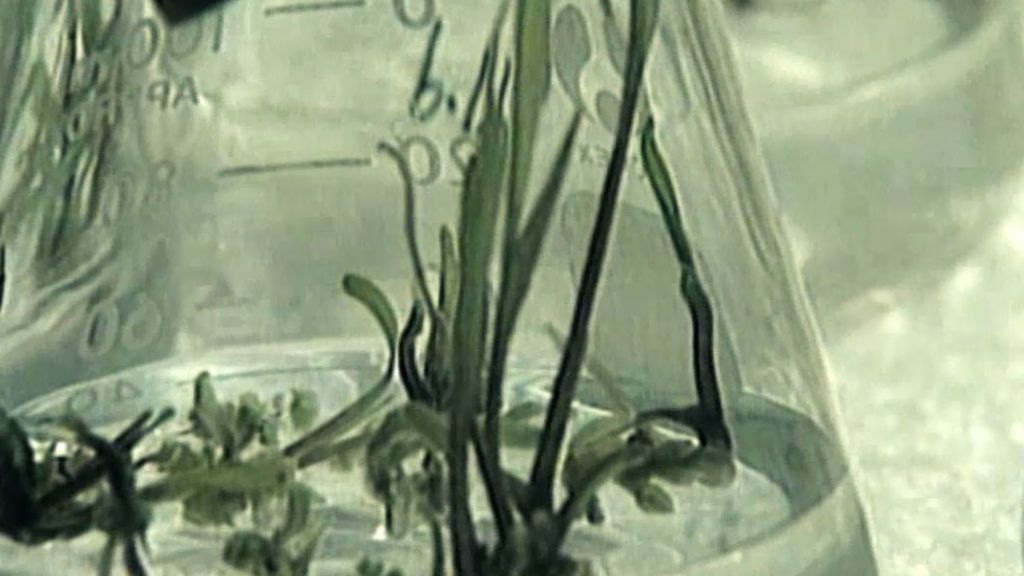 Transgénicos y otros alimentos bajo sospecha