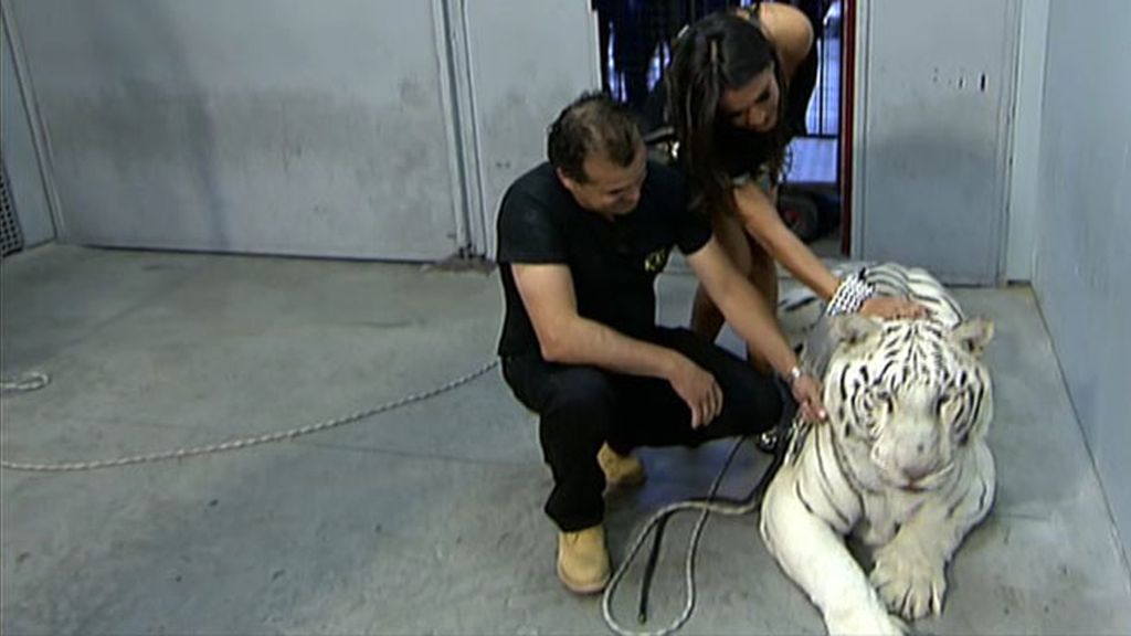 Un tigre atemoriza a muchos en Sálvame