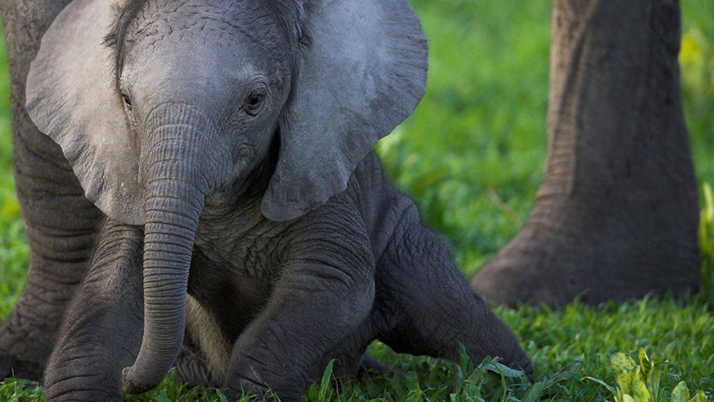 El sorprendente mundo animal