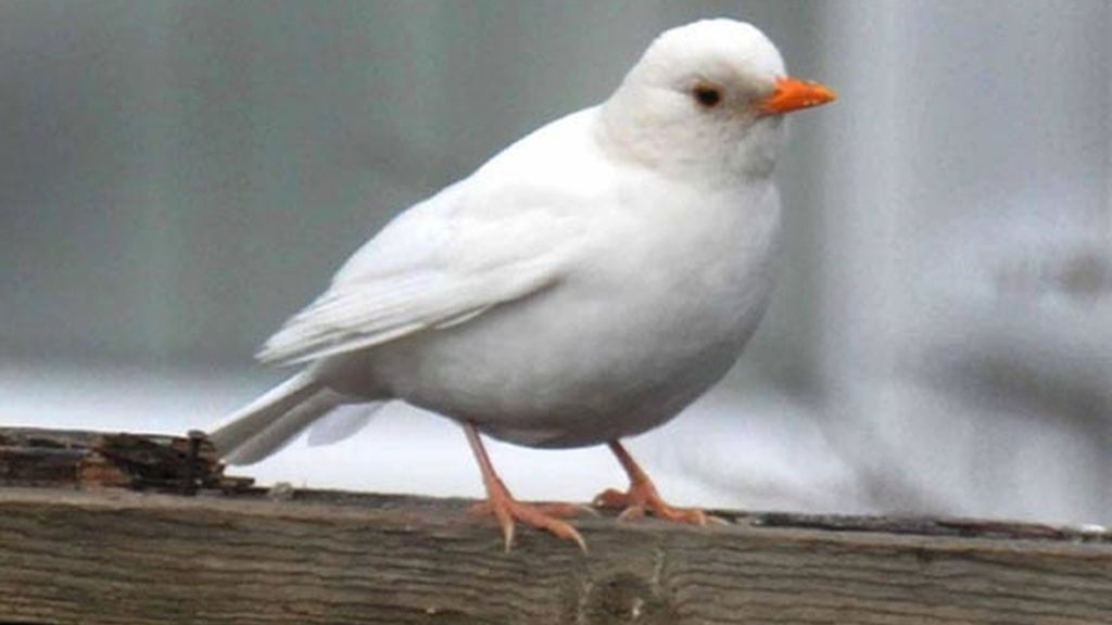 Prácticamente albino