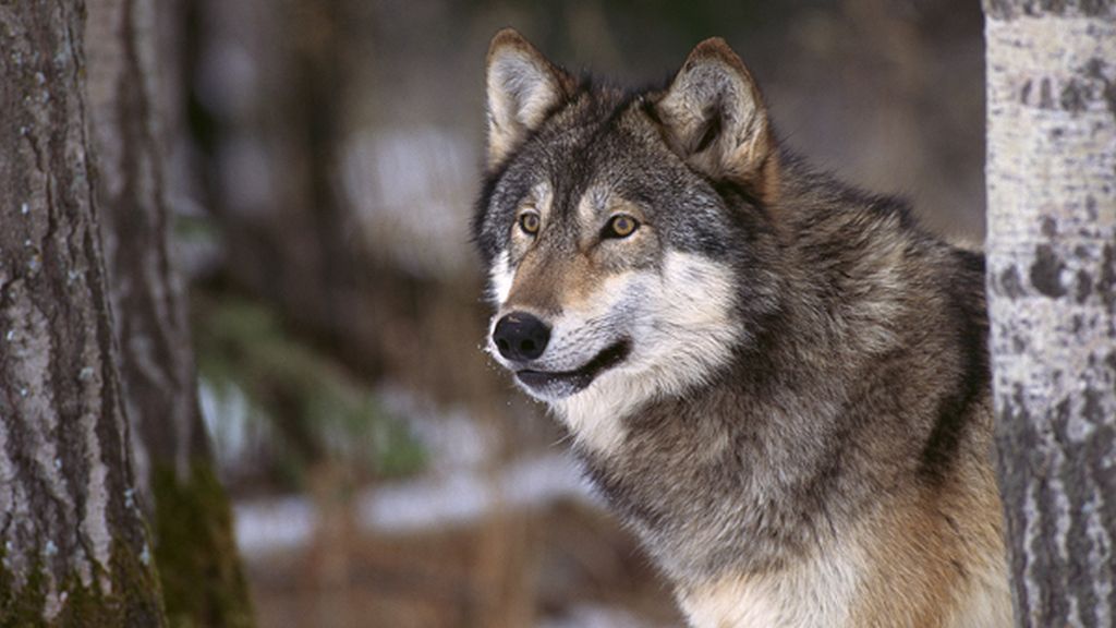 lobo