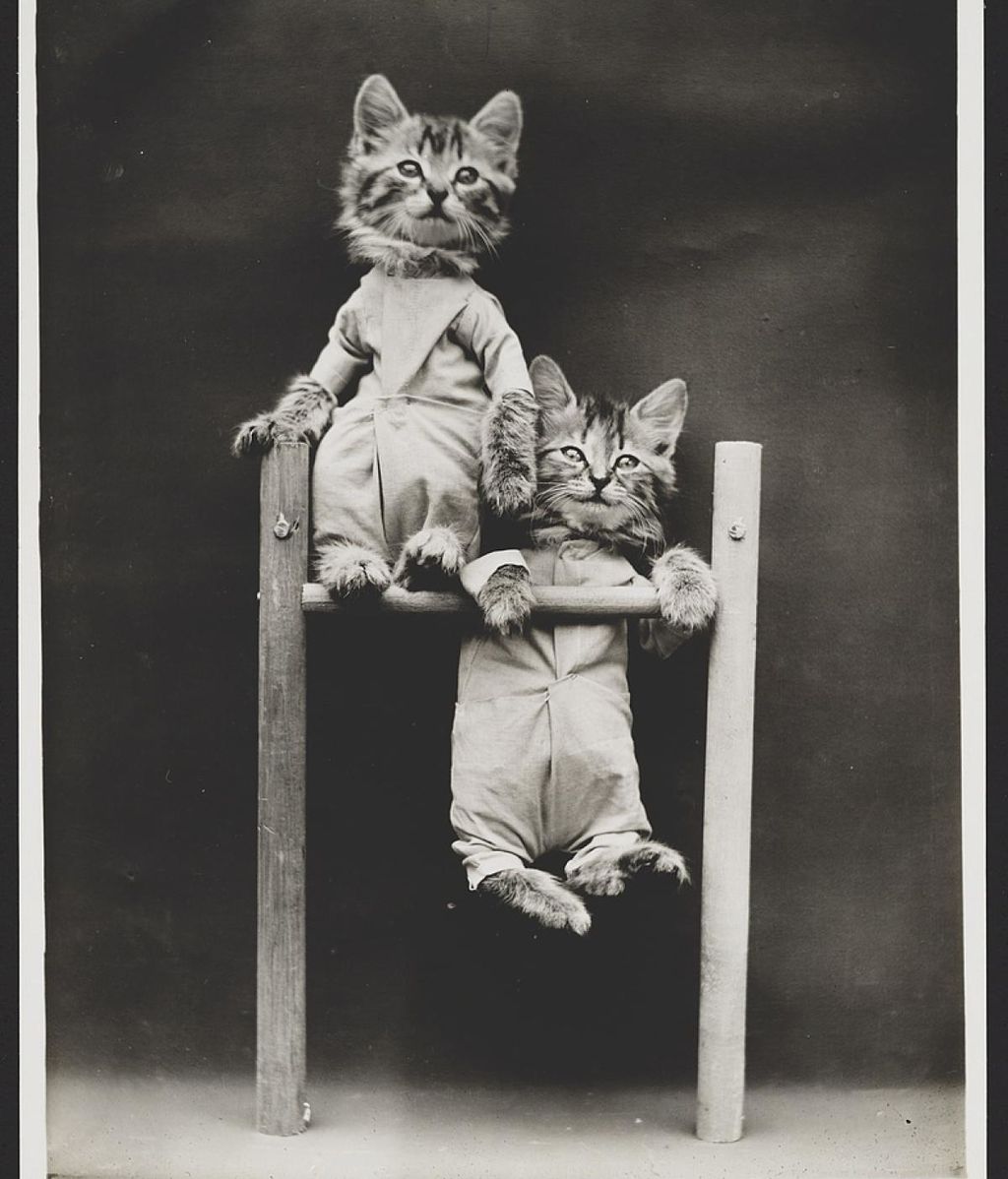 A estos gatitos les falta hablar