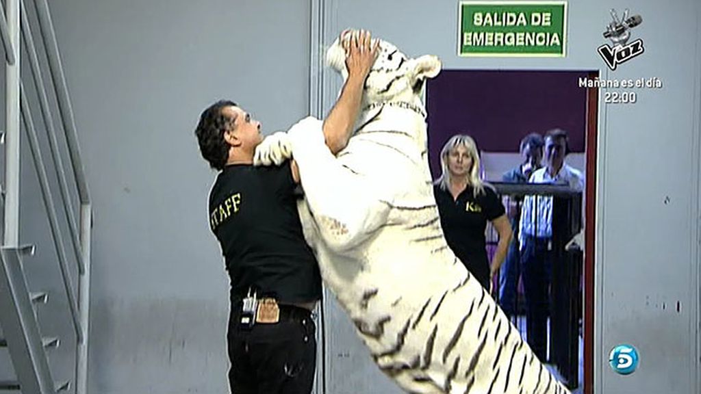 Un tigre atemoriza a muchos en Sálvame