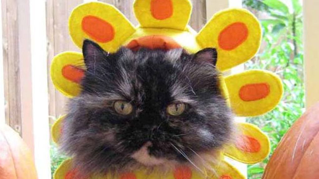 El último maullido en moda felina: Sombreros para gatos