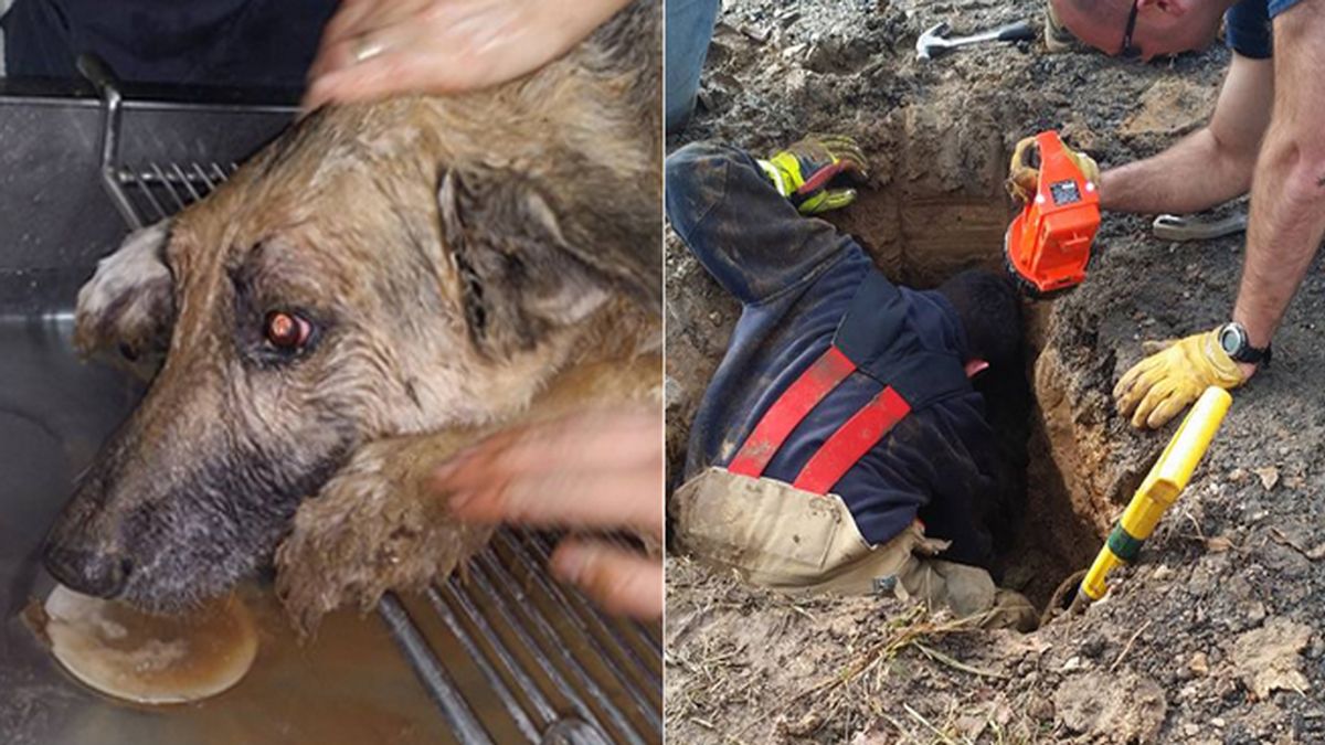 Un perro sobrevive a 72 horas de agonía tras quedarse enterrarado en una zanja