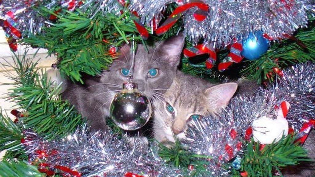 Los gatos más navideños se esconden entre abetos