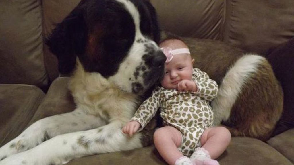 Compañeros para todo