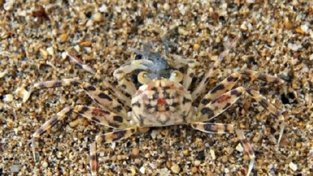 Animales que se esconden