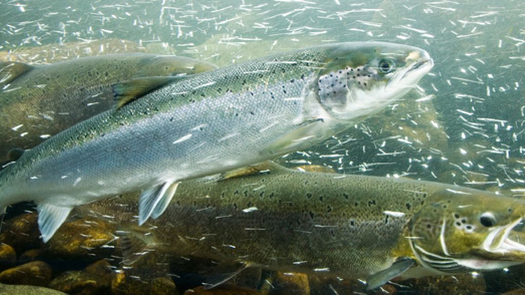 salmón