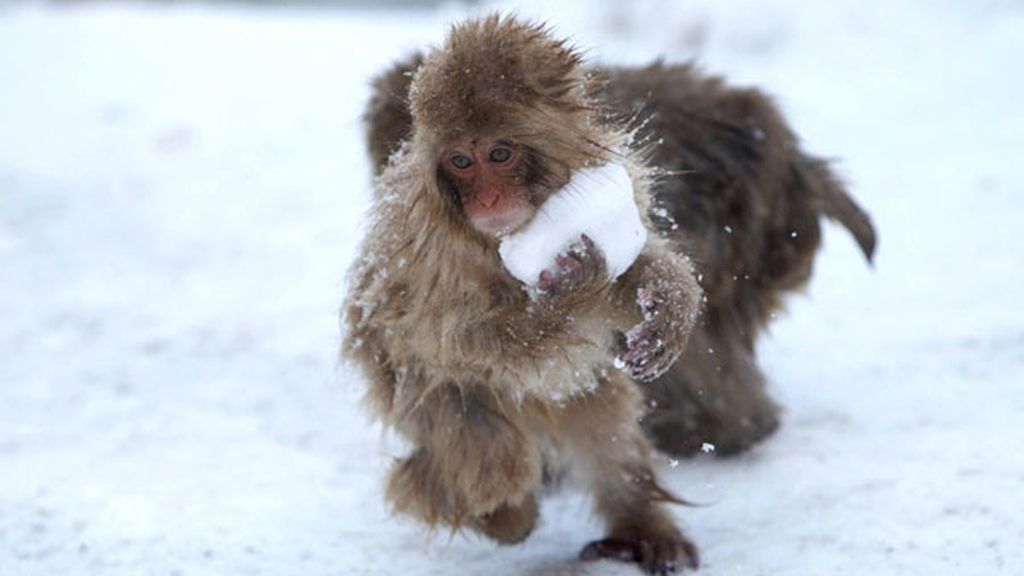 Los monos también juegan con la nieve