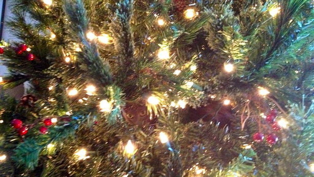 Los gatos más navideños se esconden entre abetos