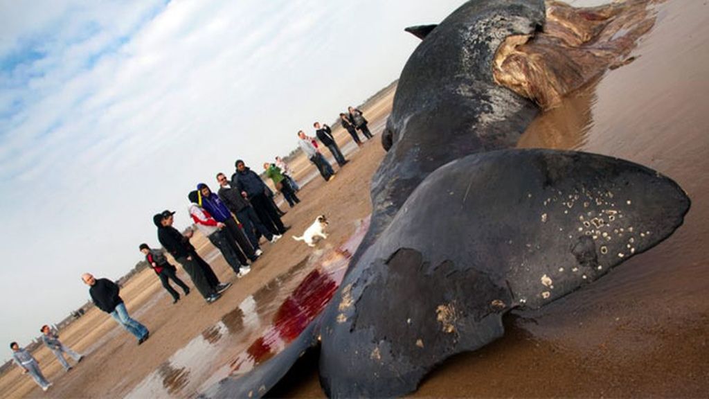 Aparece una ballena muerta en una playa de Reino Unido