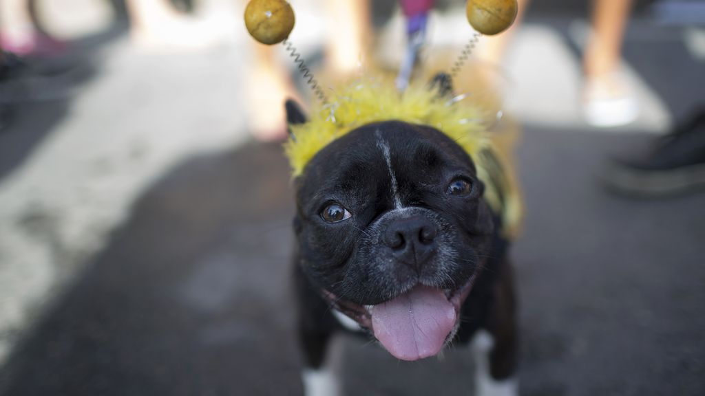 Los perros también son protagonistas en el Carnaval de Río