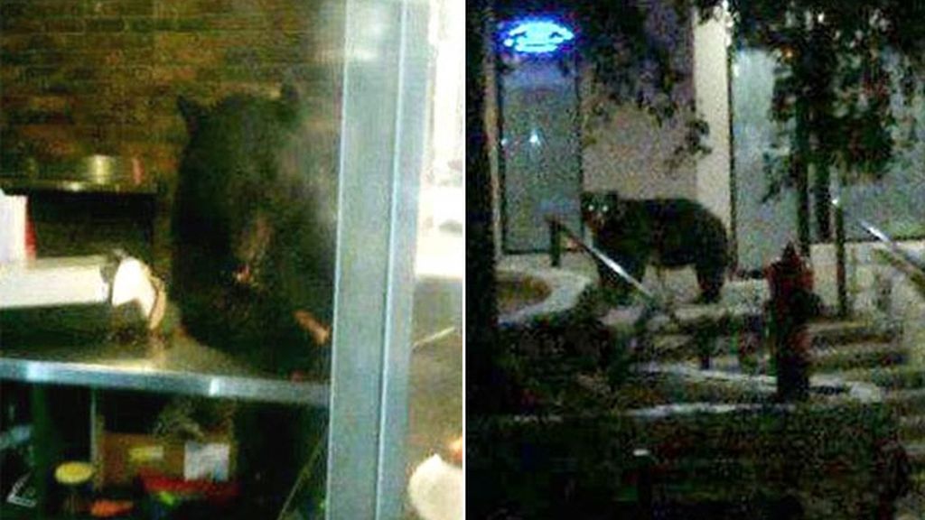 Un oso aficionado a las pizzas