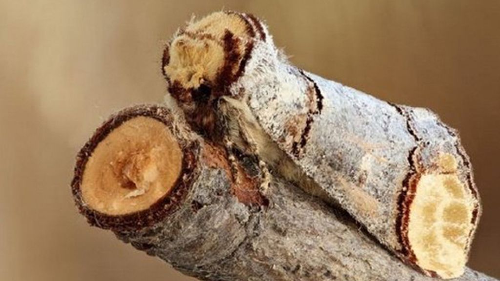 Animales que se esconden