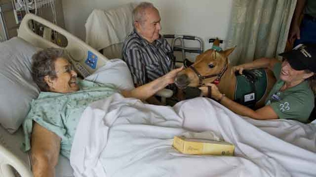 Un pony reconforta a los pacientes de un hospital en Sierra Sacramento