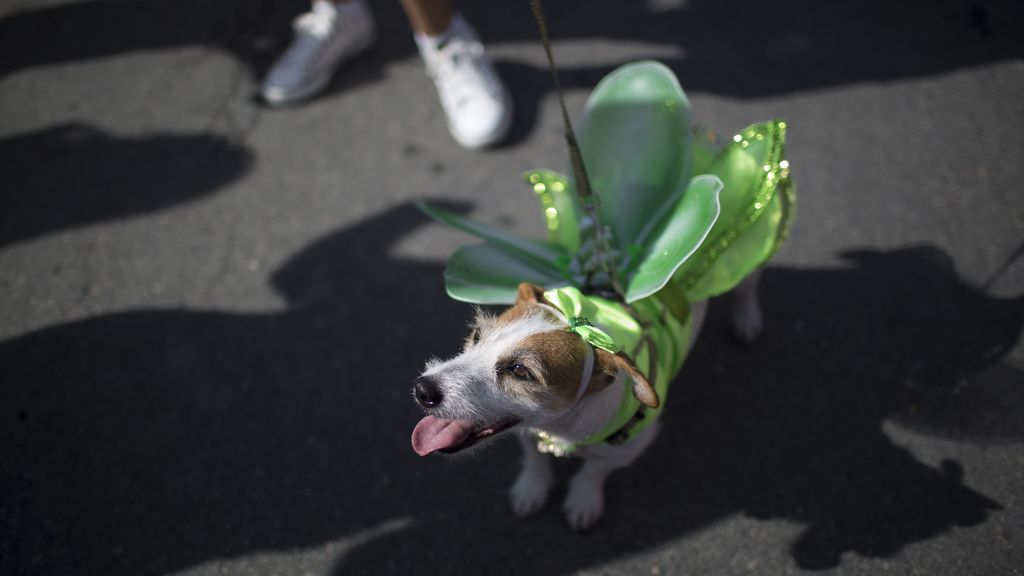 Los perros también son protagonistas en el Carnaval de Río
