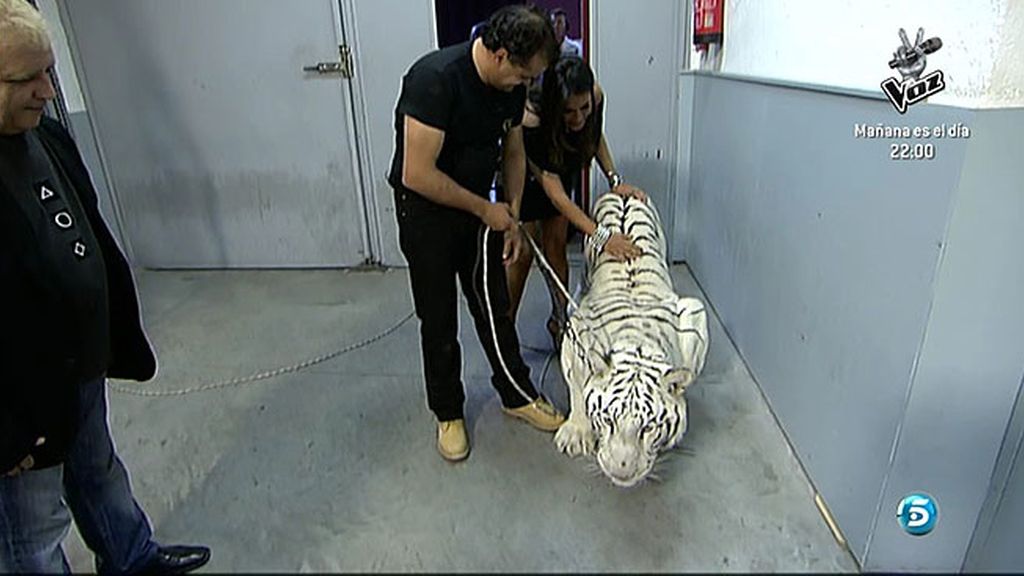 Un tigre atemoriza a muchos en Sálvame