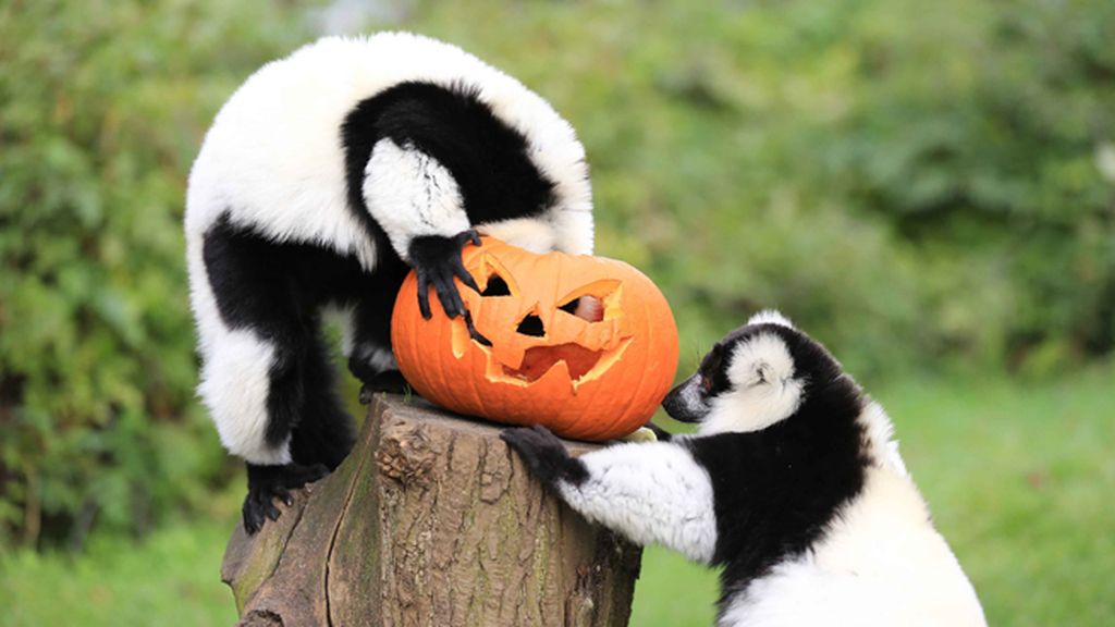 Los animales también disfrutan de Halloween