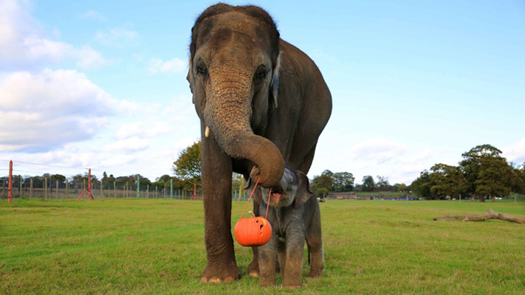 Los animales también disfrutan de Halloween