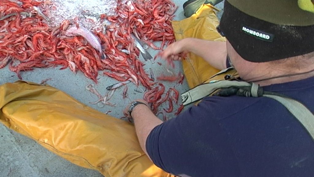 Con la llegada de las navidades 'Callejeros' se va con los 'mariscadores'