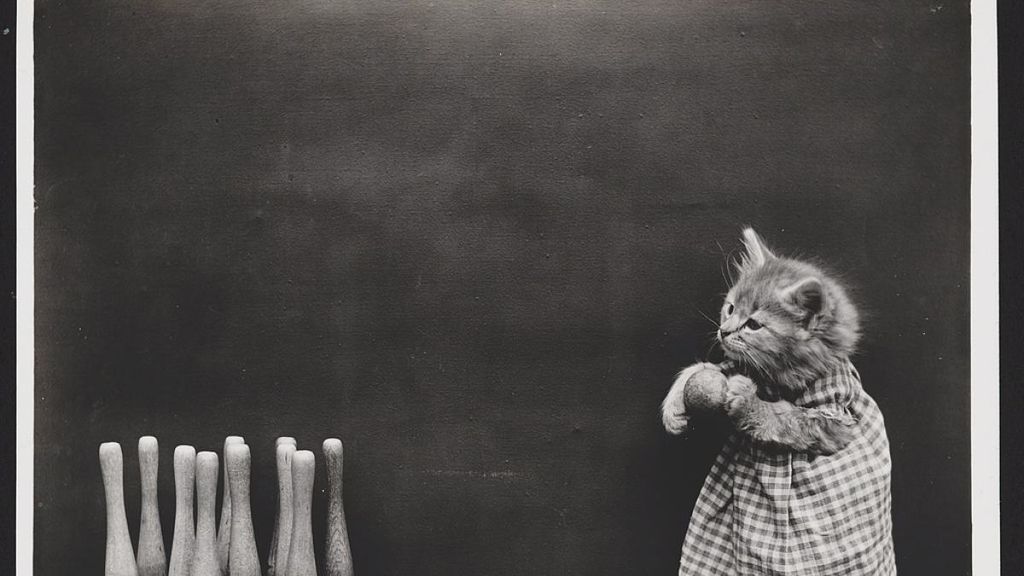 A estos gatitos les falta hablar